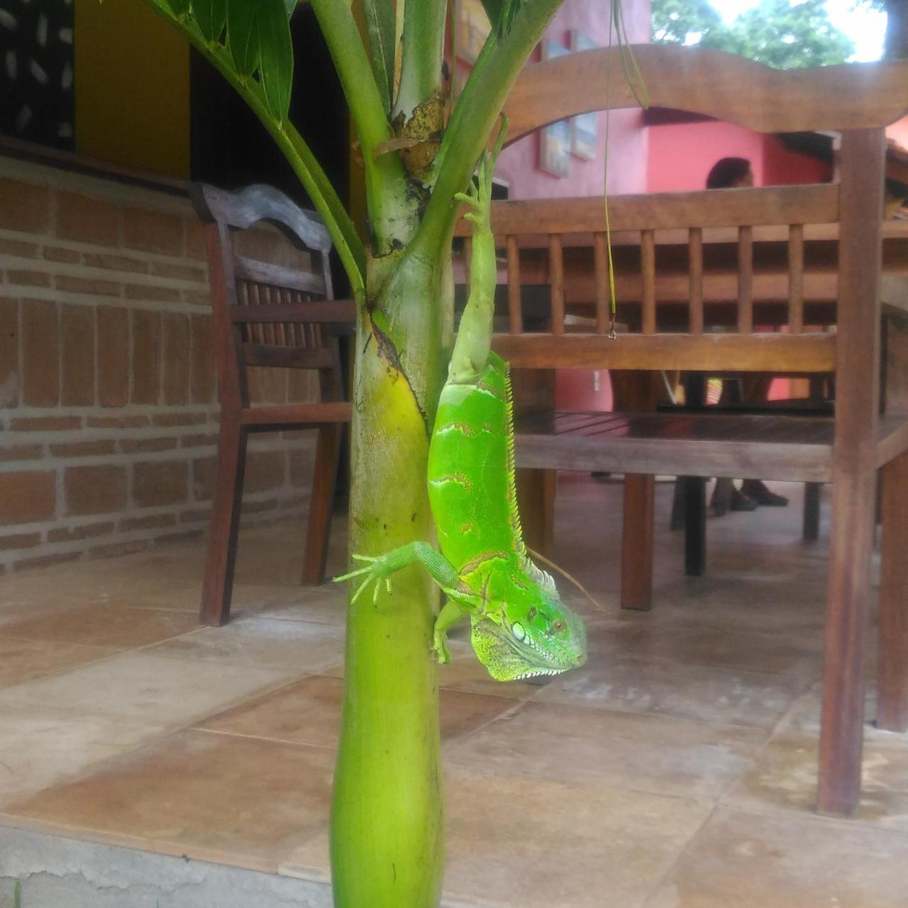 Pousada Paraiso Dos Ipes Hotel Jijoca de Jericoacoara Buitenkant foto